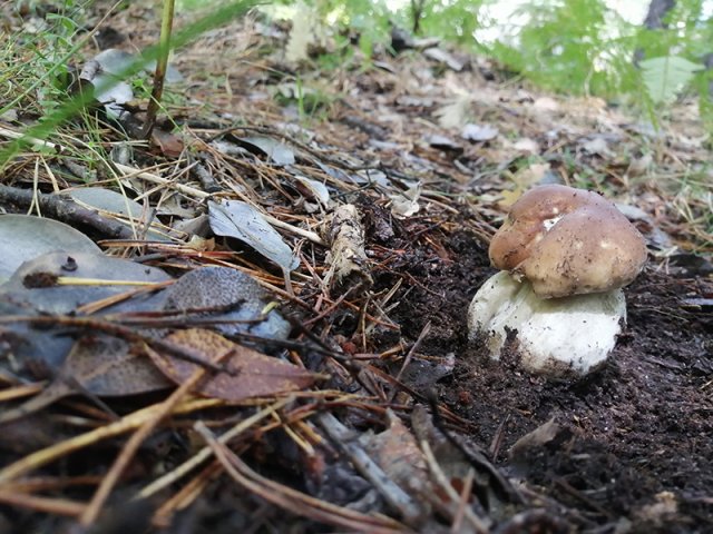 Boletus Edulis